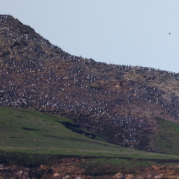hundreds of birds perched on a rocky hillside